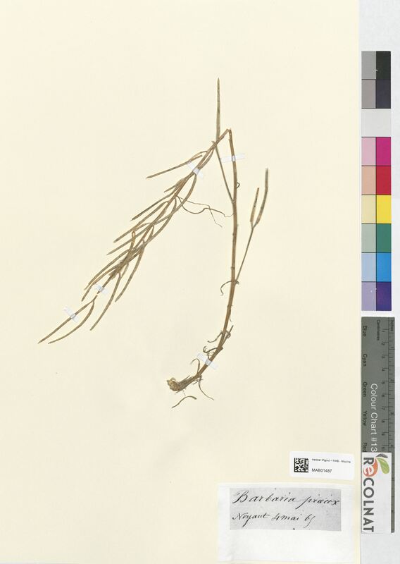 Barbarea praecox (Brassicaceae)