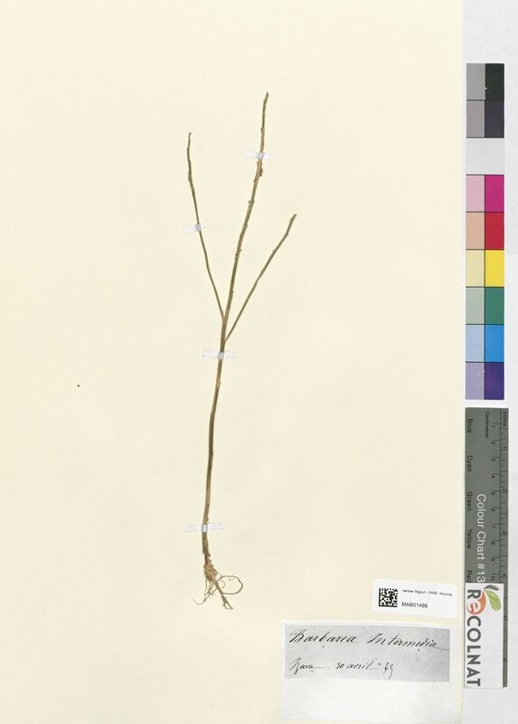 Barbarea intermedia (Brassicaceae)