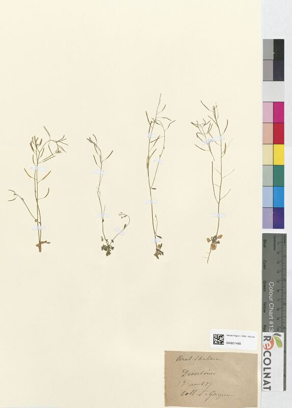 Arabis thaliana (Brassicaceae)