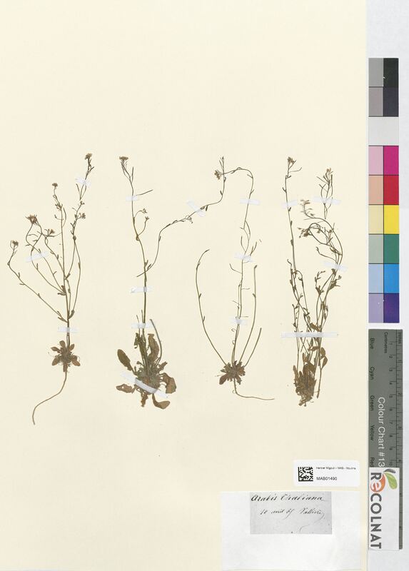 Arabis thaliana (Brassicaceae)