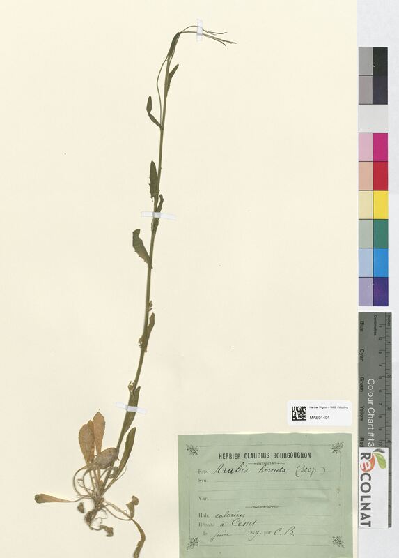 Arabis hirsuta (Brassicaceae)