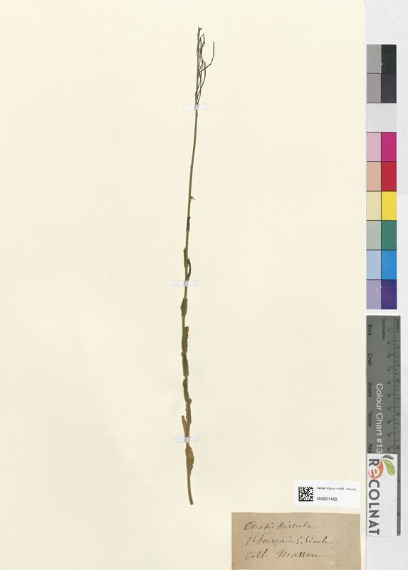 Arabis hirsuta (Brassicaceae)