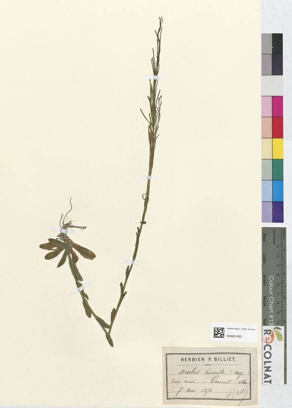 Arabis hirsuta (Brassicaceae)