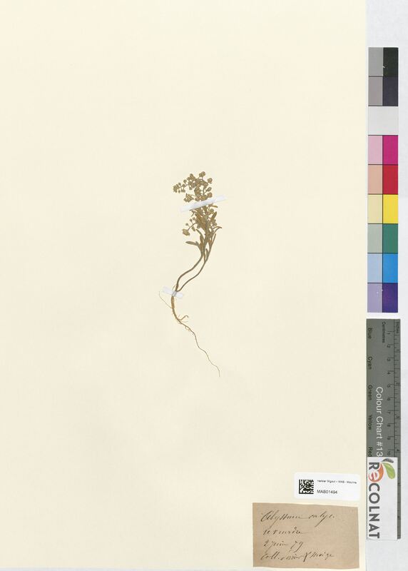 Alyssum calycinum (Brassicaceae)