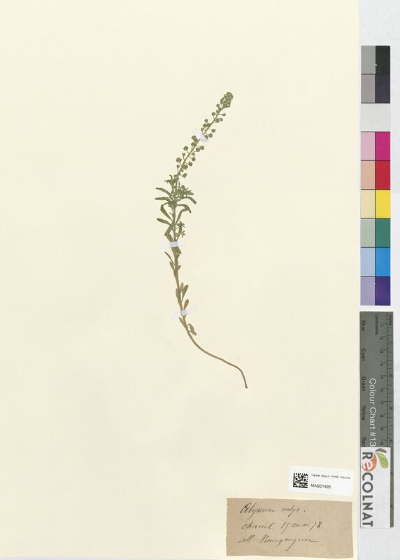 Alyssum calycinum (Brassicaceae)