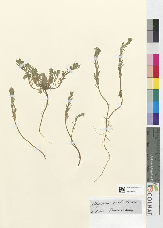 Alyssum calycinum (Brassicaceae)