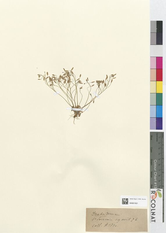 Draba verna (Brassicaceae)