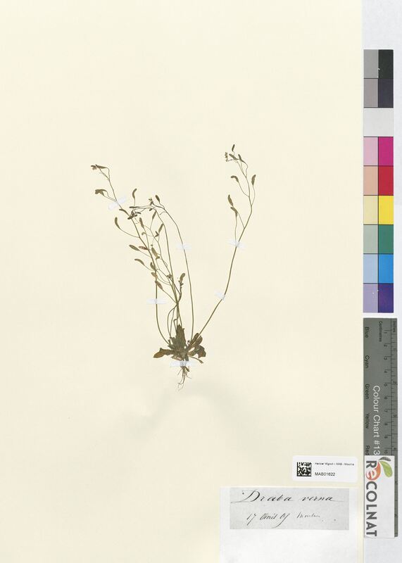 Draba verna (Brassicaceae)