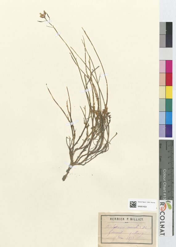 Diplotaxis muralis (Brassicaceae)