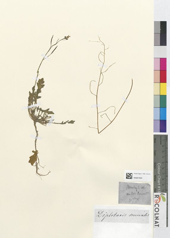 Diplotaxis muralis (Brassicaceae)