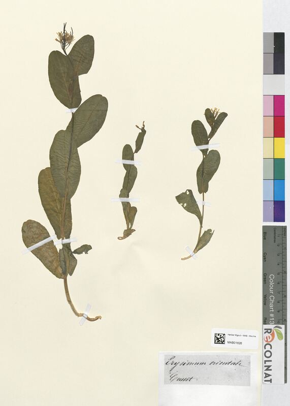 Erysimium orientale (Brassicaceae)