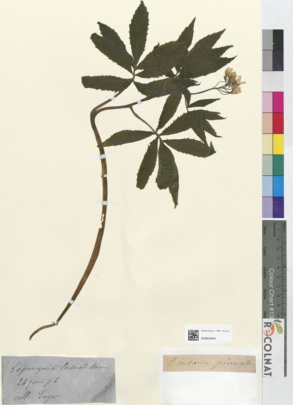 Dentaria pimata (Brassicaceae)