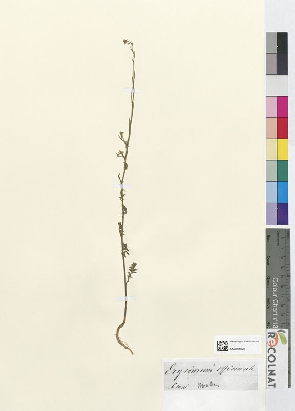 Erysimum officinale (Brassicaceae)
