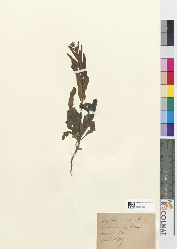 Erysimum orientale (Brassicaceae)