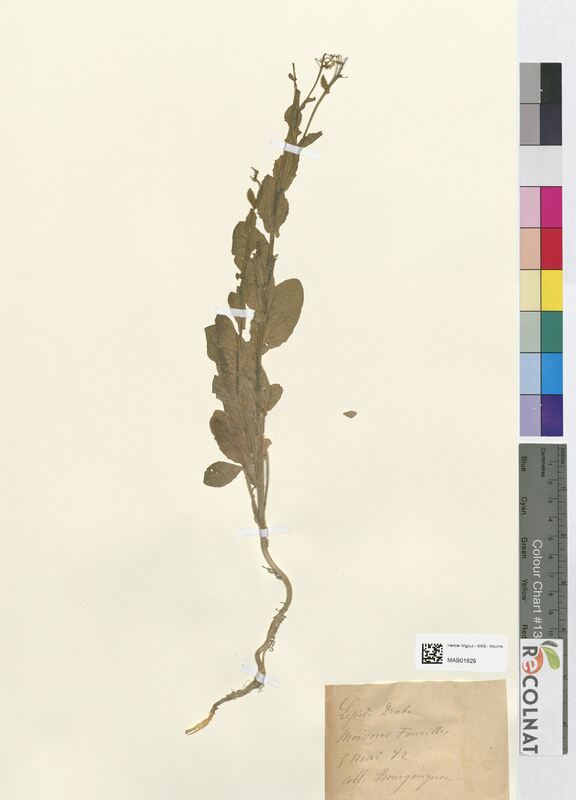 Lepidium araba (Brassicaceae)