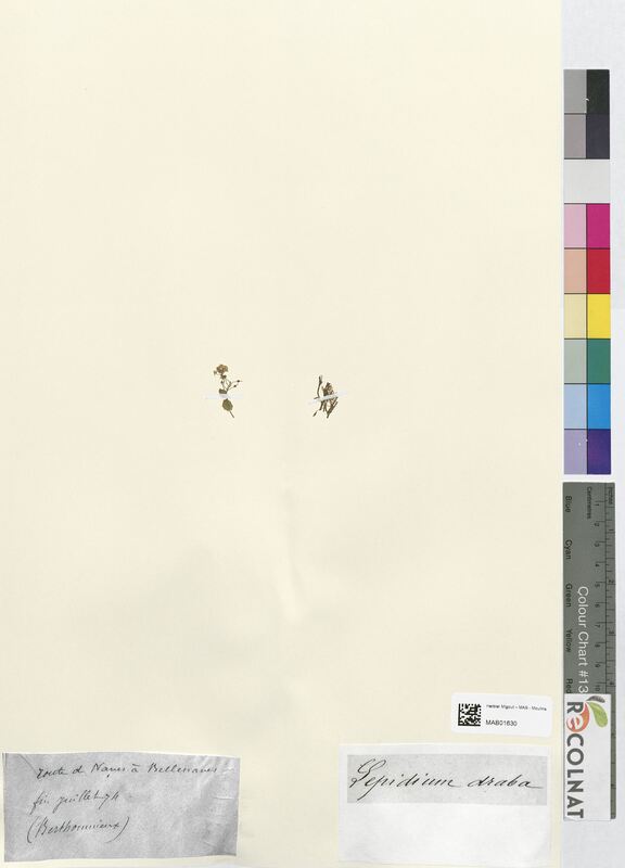 Lepidium araba (Brassicaceae)