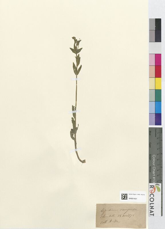 Lepidium campestre (Brassicaceae)