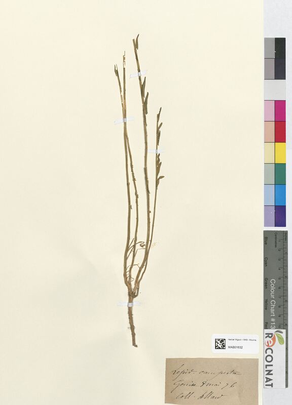 Lepidium campestre (Brassicaceae)