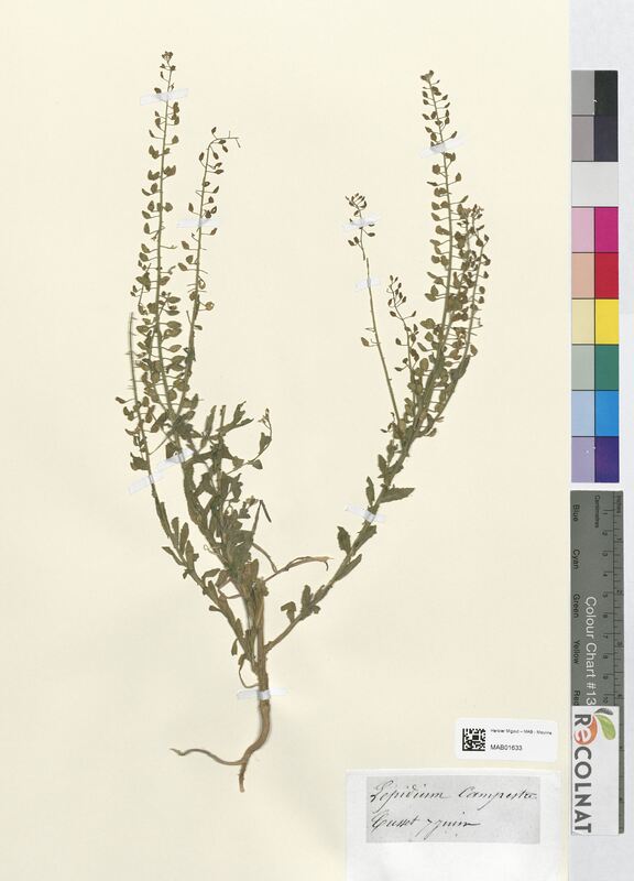 Lepidium campestre (Brassicaceae)