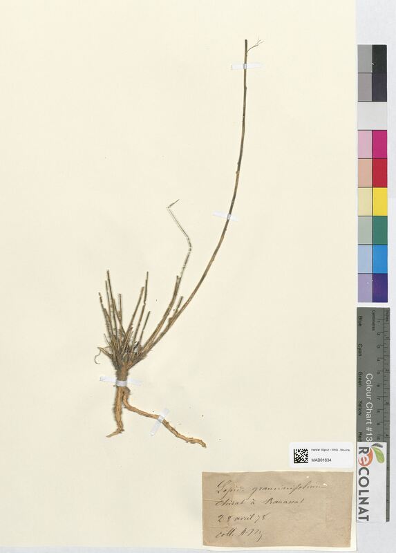 Lepidium graminifolium (Brassicaceae)