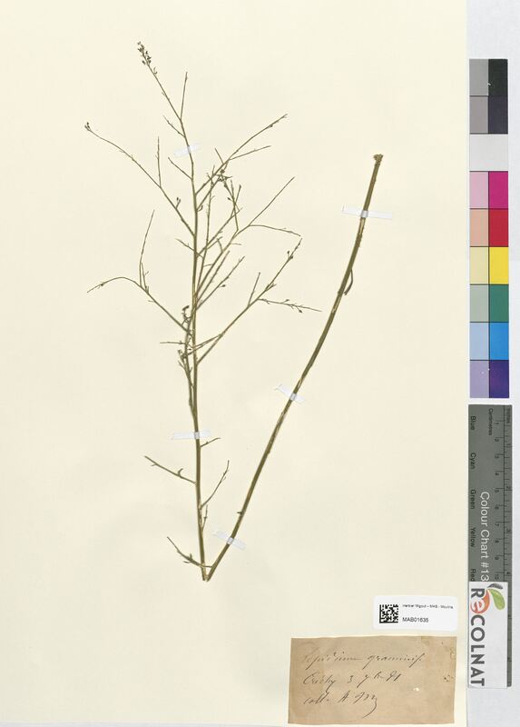 Lepidium graminifolium (Brassicaceae)