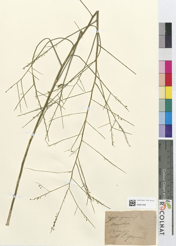 Lepidium graminifolium (Brassicaceae)