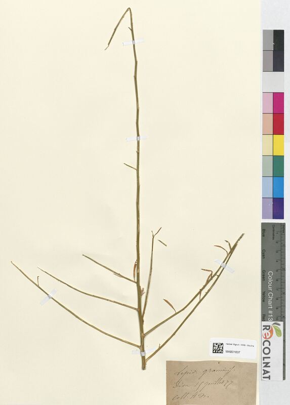 Lepidium graminifolium (Brassicaceae)