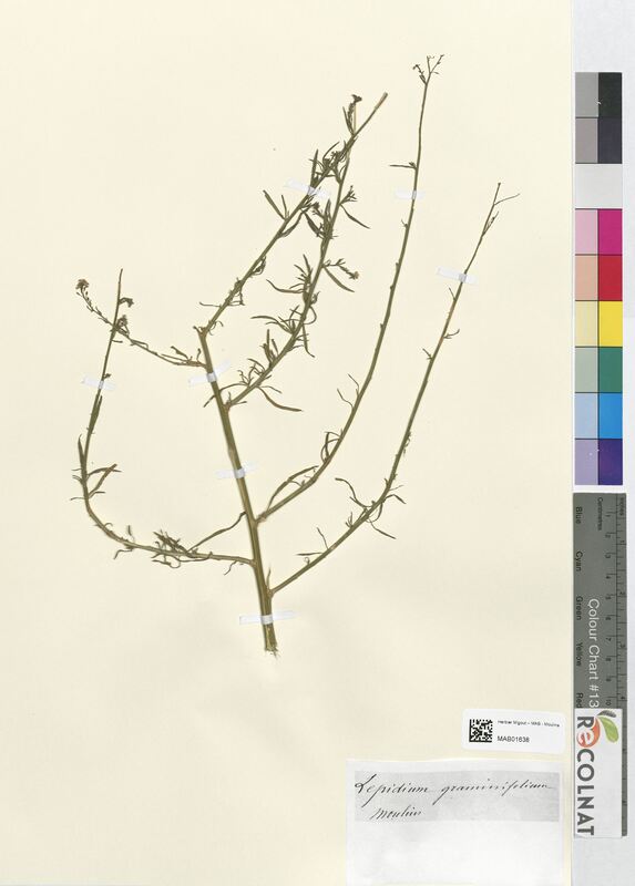 Lepidium graminifolium (Brassicaceae)