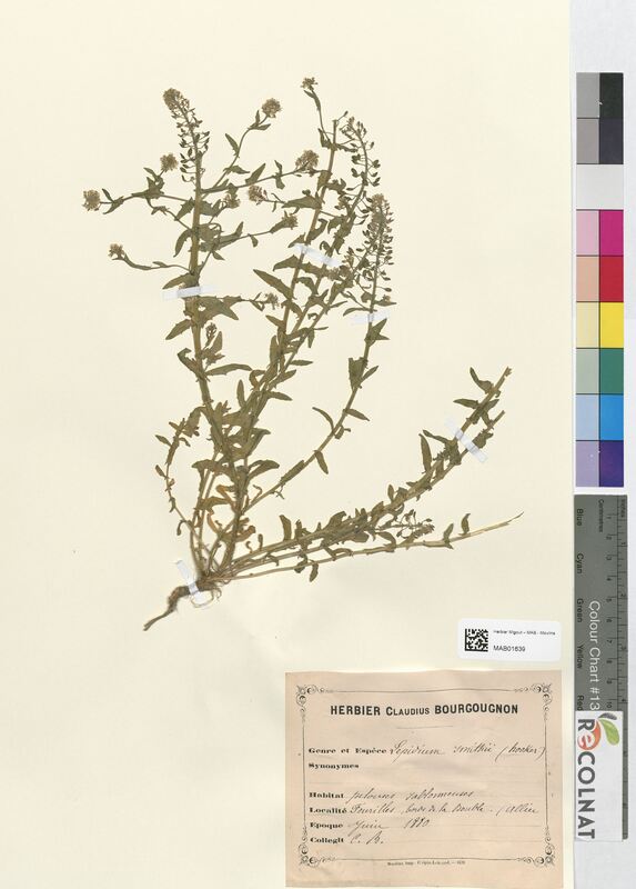 Lepidium smithii (Brassicaceae)