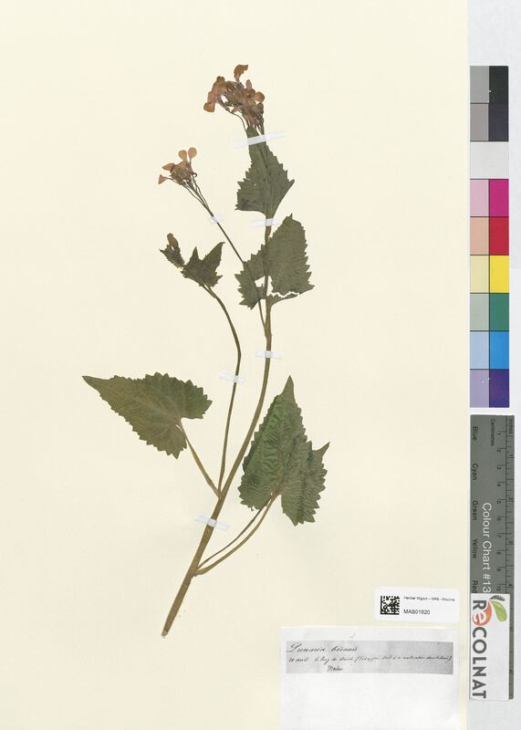 Lunaria biennis (Brassicaceae)