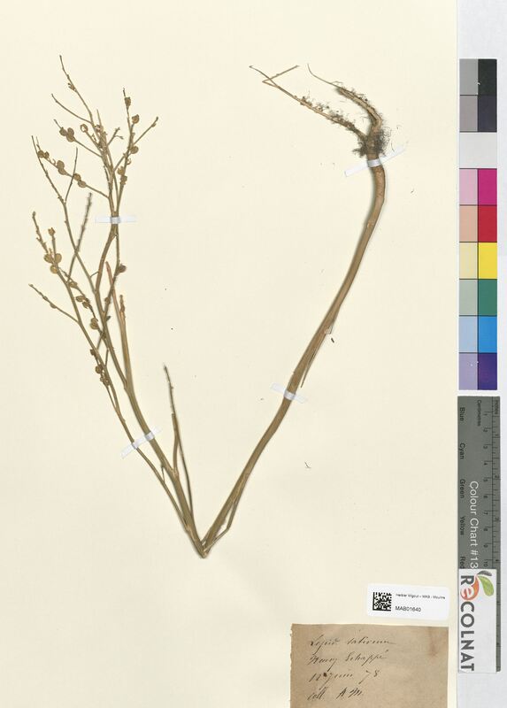 Lepidium sativum (Brassicaceae)