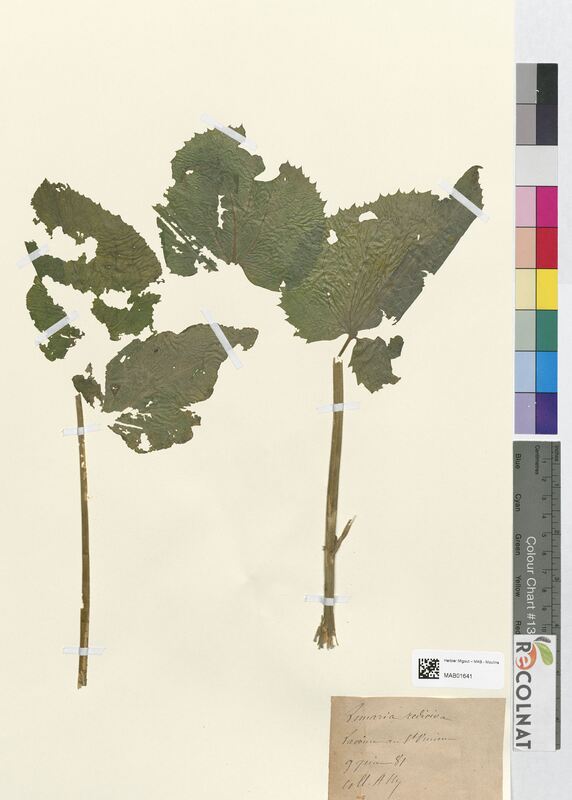 Lunaria rediviva (Brassicaceae)