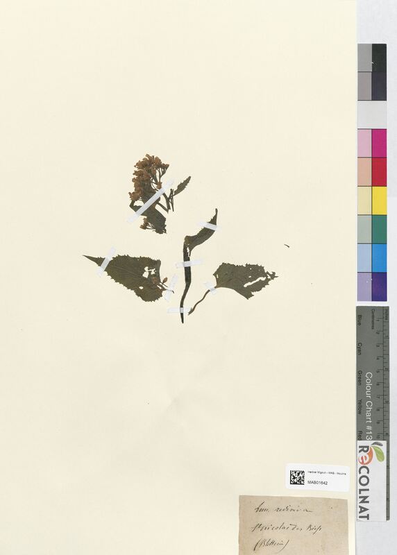 Lunaria rediviva (Brassicaceae)