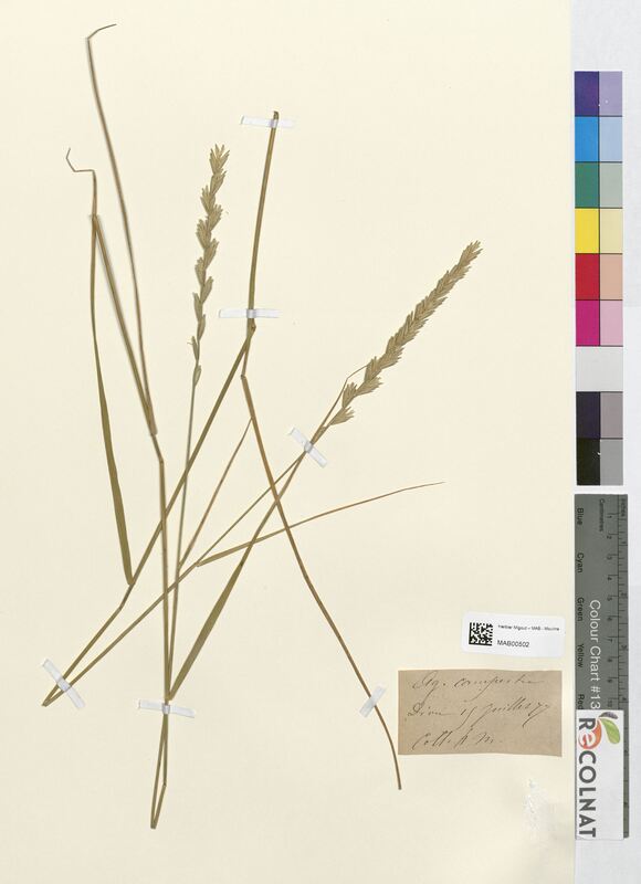 Triticum agropyrum (Poaceae)