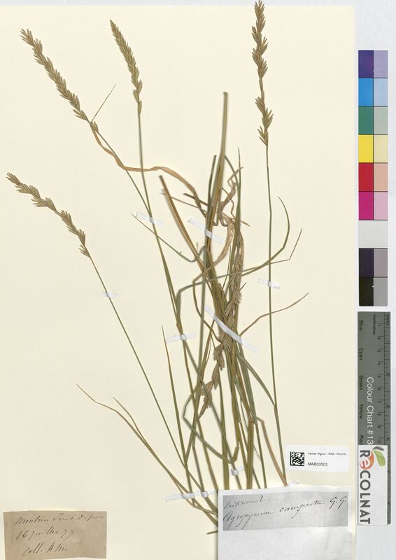 Triticum agropyrum (Poaceae)