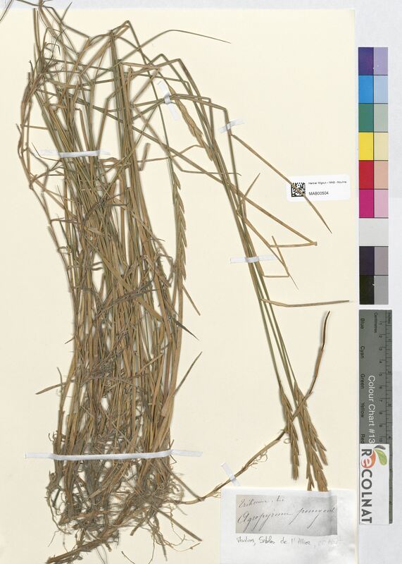 Triticum agropyrum (Poaceae)