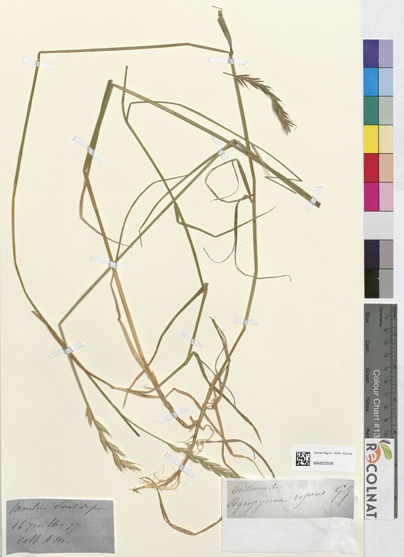 Triticum agropyrum (Poaceae)