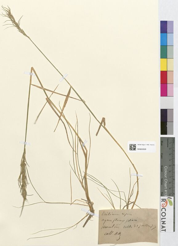 Triticum repens (Poaceae)