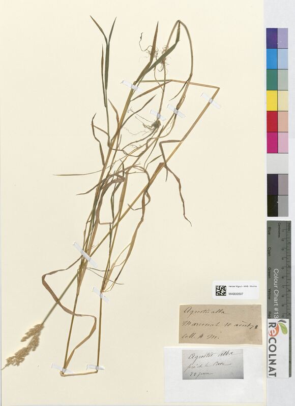 Agrostis alba (Poaceae)