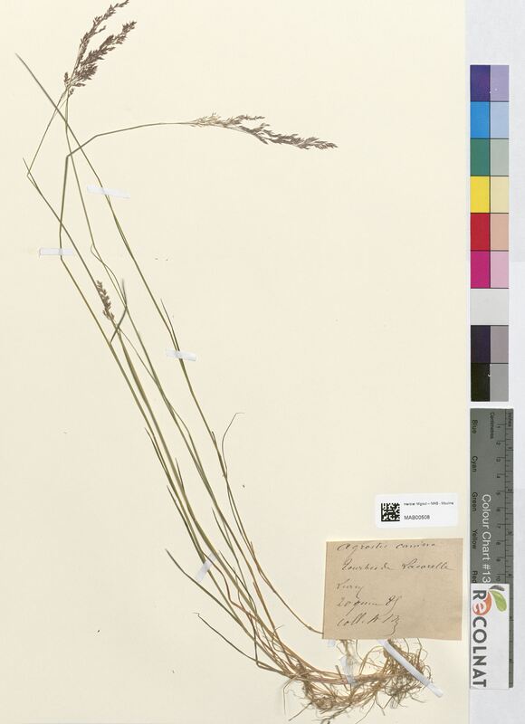 Agrostis canina (Poaceae)