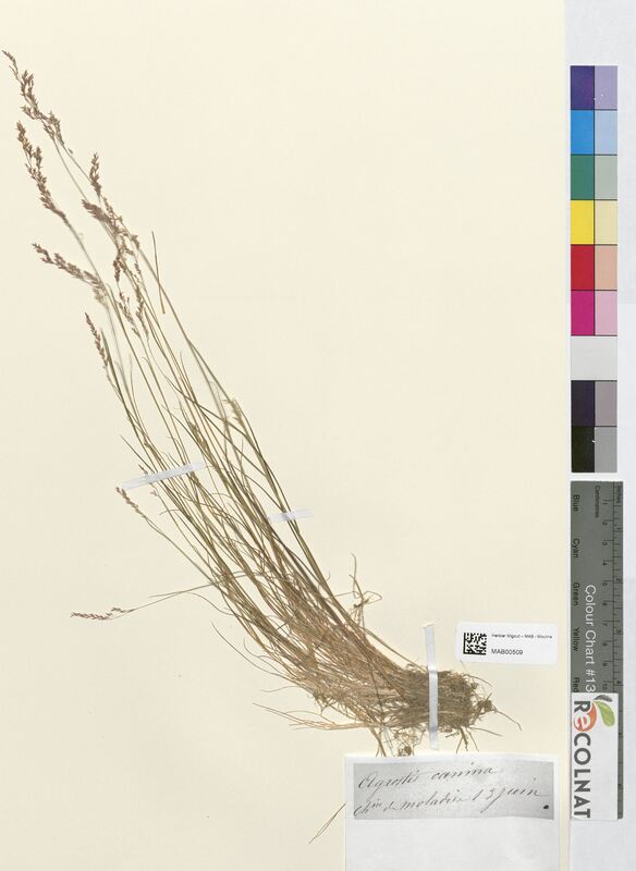 Agrostis canina (Poaceae)