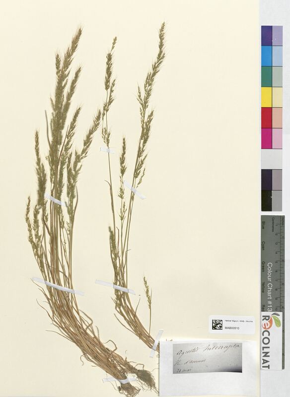 Agrostis interrupta (Poaceae)