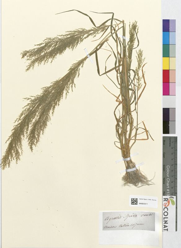 Agrostis spica-venti (Poaceae)