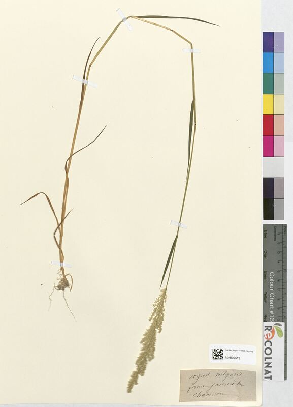 Agrostis vulgaris (Poaceae)
