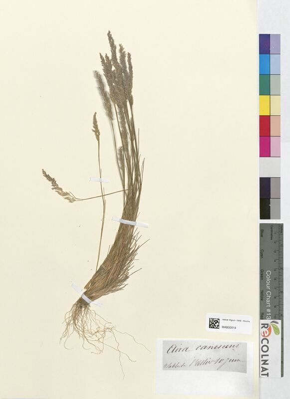 Aira canescens (Poaceae)