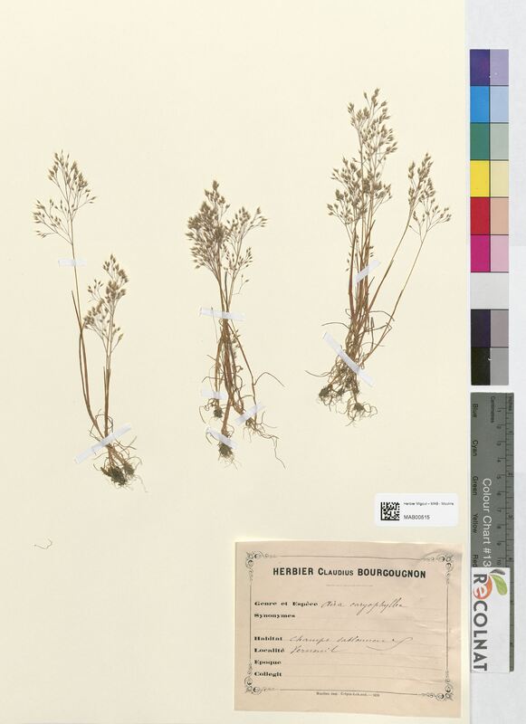 Aira caryophyllea (Poaceae)