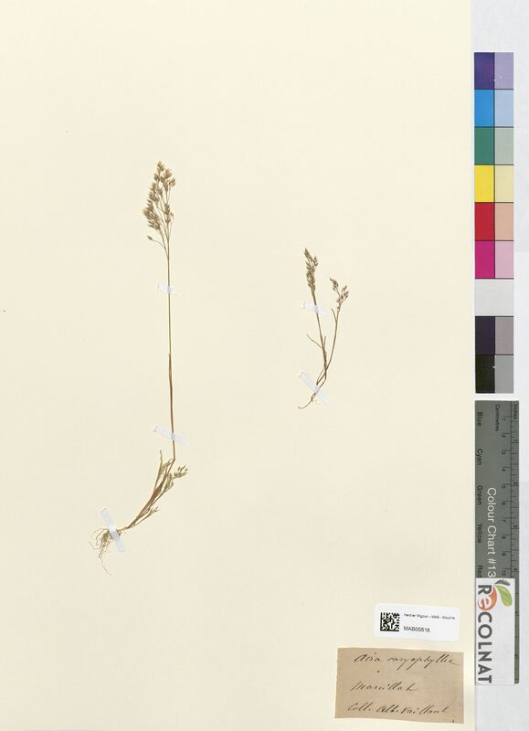 Aira caryophyllea (Poaceae)