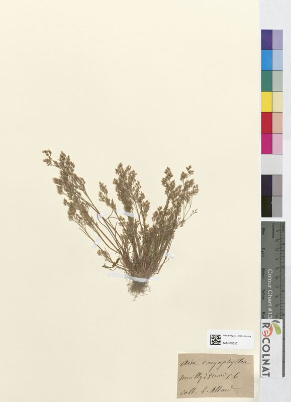 Aira caryophyllea (Poaceae)