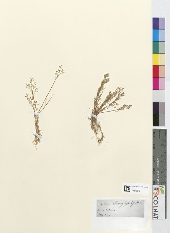 Aira caryophyllea (Poaceae)