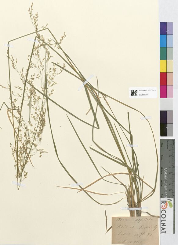 Aira cespitosa (Poaceae)